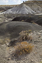 Sedimentary rock formations, Bisti Wilderness Area, New Mexico