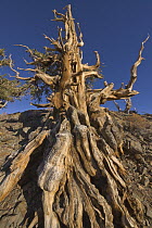 Great Basin Bristlecone Pine (Pinus longaeva) tree, White Mountains, California