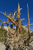 Great Basin Bristlecone Pine (Pinus longaeva) trees, White Mountains, California