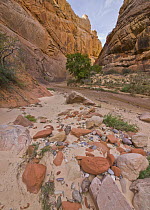Sandstone canyon and creek bed, Grand Staircase-Escalante National Monument, Utah