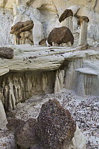 Eroded sandstone toadstool pinnacles, Grand Staircase-Escalante National Monument, Utah