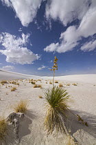 Yucca (Yucca sp) growing on sand dune, White Sands National Park, New Mexico