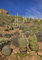 Saguaro (Carnegiea gigantea) and barrel cacti in desert, Tonto National Monument, Arizona