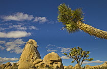 Joshua Tree (Yucca brevifolia) and rock formation, Joshua Tree National Park, California