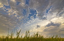 Billowing cumulus clouds over prairie grass at sunset, North Dakota