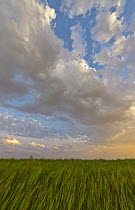 Billowing cumulus clouds over prairie at sunset, North Dakota