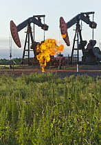 Pumpjacks working with flames flaring from excess natural gas, Williston Basin, North Dakota