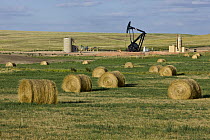 Pumpjack surrounded by farm fields, Williston Basin, North Dakota