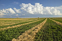 Alfalfa (Medicago sativa) field, Idaho