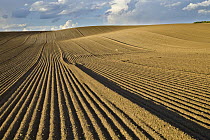 Wheat (Triticum sp) plowed fields, Idaho