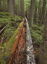 Fallen trees in old growth forest, Mount Rainier National Park, Washington