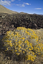 Flowering shrub and lava bed, Craters of the Moon National Monument, Idaho