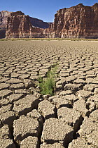 Tamarisk (Myricaria sp) growing in dry mud, Colorado River, Utah