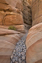 Pebbles emerging from canyon, Valley of Fire State Park, Nevada