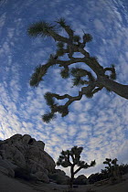 Joshua Tree (Yucca brevifolia) group at night, Joshua Tree National Park, California