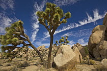 Joshua Tree (Yucca brevifolia) group, Joshua Tree National Park, California