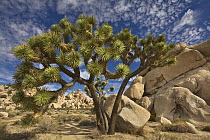 Joshua Tree (Yucca brevifolia) group, Joshua Tree National Park, California