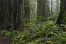 Coast Redwood (Sequoia sempervirens) trees and ferns, Redwood National Park, California