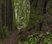 Coast Redwood (Sequoia sempervirens) trees beside path, Redwood National Park, California