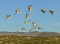 Sandhill Crane (Grus canadensis) flock flying, White Sands National Park, New Mexico