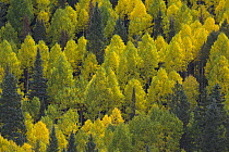 Quaking Aspen (Populus tremuloides) trees in autumn,, Rocky Mountains, Colorado
