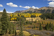 Fall colors in mountain meadow, Rocky Mountains, Colorado