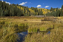 Pond in mountain meadow, Rocky Mountains, Colorado