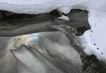American Mink (Neovison vison) tracks and sun reflected in meltwater, spring, Minnesota