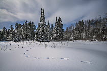 Canada Lynx (Lynx canadensis) tracks in snow, Minnesota
