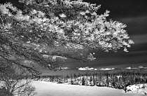 White Pine (Pinus strobus) tree and snowy landscape, spring, Minnesota