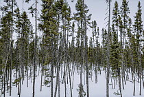 Black Spruce (Picea mariana) forest and melting spring snow, Minnesota
