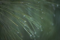 Red Pine (Pinus resinosa) needles with raindrops, Minnesota