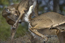 White-tailed Deer (Odocoileus virginianus) pair grooming, Minnesota