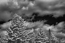 White Pine (Pinus strobus) trees and clouds, Minnesota