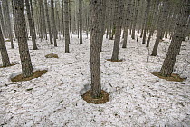 Red Pine (Pinus resinosa) grove in early spring, Minnesota