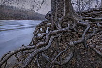 Gnarled tree roots, Mississippi River, Minnesota