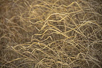 Dry grass blowing in wind, Minnesota