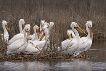 American White Pelican (Pelecanus erythrorhynchos) group preening, Minnesota