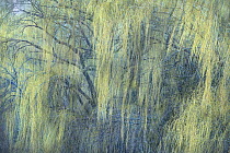 Willow (Salix sp) branches,early spring, Minnesota