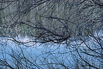 Tangled branches in pond, Minnesota