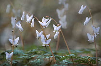 Dutchman's Breeches (Dicentra cucullaria) flowers, Minnesota