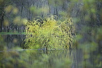 Willow (Salix sp) tree, spring, Minnesota