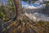 White Pine (Pinus strobus) tree and waterfall, early spring, Minnesota