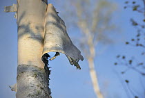 Birch (Betula sp) bark peeling off, Minnesota
