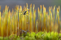 Fishing Spider (Pisauridae) pair on moss, Minnesota