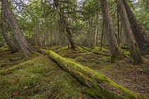 Northern White Cedar (Thuja occidentalis) forest, Superior National Forest, Minnesota
