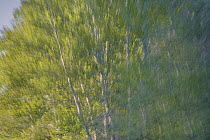 Birch (Betula sp) trees, Minnesota