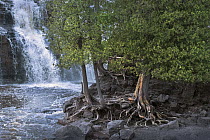 Cedar (Cedrus sp) trees on riverbank, Gooseberry Falls State Park, spring, Minnesota