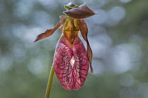 Stemless Lady's Slipper (Cypripedium acaule) flower, Minnesota