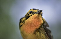 Blackburnian Warbler (Setophaga fusca), Minnesota